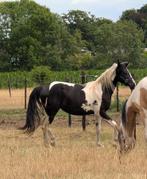 Homozygote Pintabian merrie (Arabische volbloed), Dieren en Toebehoren, Paarden, Merrie, Minder dan 160 cm, Gechipt, 0 tot 2 jaar
