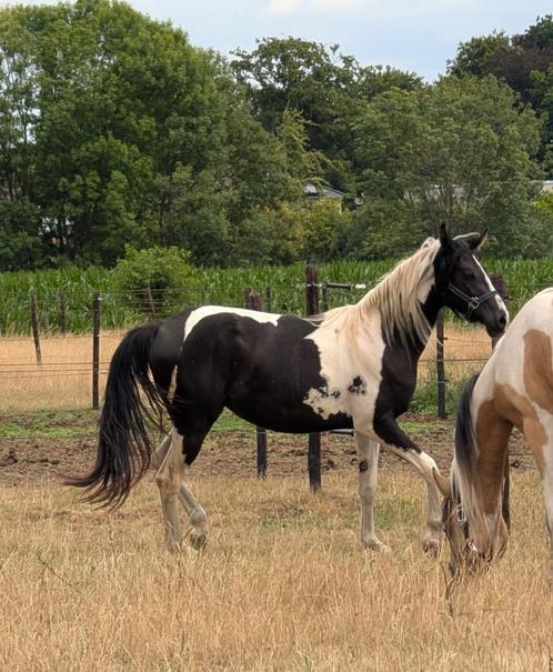 Homozygote Pintabian merrie (Arabische volbloed), Dieren en Toebehoren, Paarden, Merrie, Onbeleerd, Minder dan 160 cm, 0 tot 2 jaar
