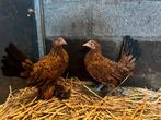 Sabelpootkriel hennen, Dieren en Toebehoren, Pluimvee, Vrouwelijk, Kip