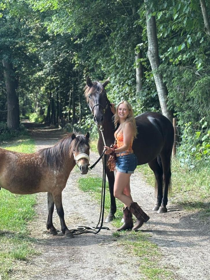 Verzorger gezocht 2 pony’s, Dieren en Toebehoren, Pony's, Niet van toepassing