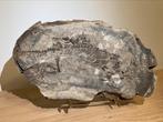 Barrasaurus original et complet, Fossile, Enlèvement ou Envoi