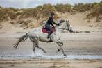 Fokmerrie/draagmerrie/coaching, Dieren en Toebehoren, Paarden, Merrie, 11 jaar of ouder