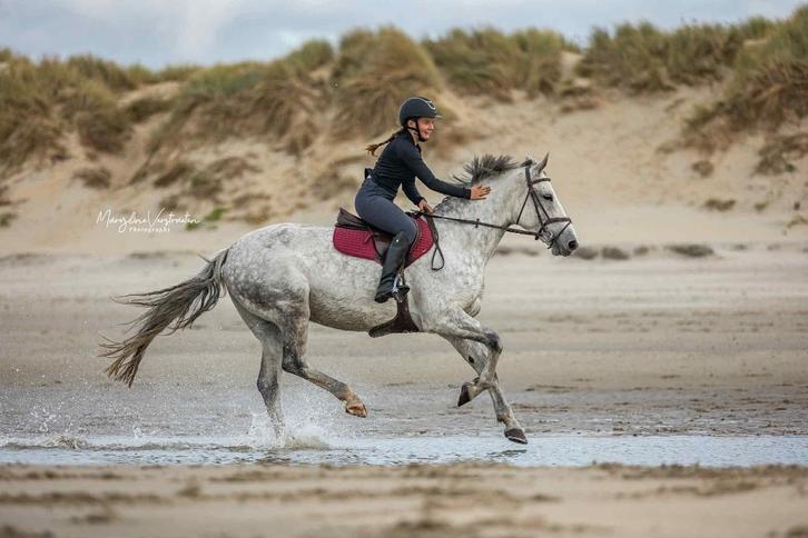 Fokmerrie/draagmerrie/coaching, Dieren en Toebehoren, Paarden, Merrie, 11 jaar of ouder