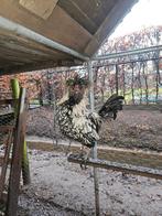 Padua krulveer haantje (kip haan hen kippen), Mâle, Poule ou poulet