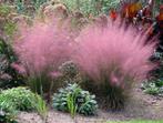 Mulhenbergia cappilaris, Tuin en Terras, Planten | Tuinplanten, Ophalen, Vaste plant, Siergrassen