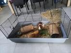 Cavia's (2 stuks) + kooi, Dieren en Toebehoren, Knaagdieren, Mannelijk, Cavia, Tam