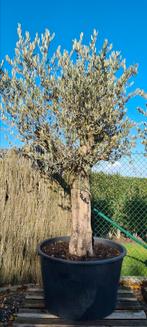 Olijfboom Olea Europaea, Tuin en Terras, Ophalen, Olijfboom