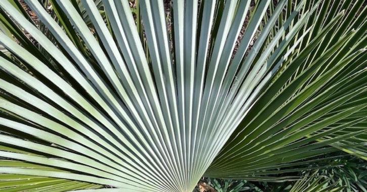 Vorstbestendige palmbomen en hybride palmen, Tuin en Terras, Planten | Bomen, Palmboom, Minder dan 100 cm, Halfschaduw, Lente