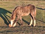 Welsh sectie B ( c pony), Dieren en Toebehoren, Paarden, Merrie, Minder dan 160 cm, Met stamboom, 0 tot 2 jaar
