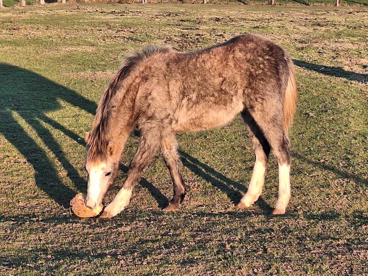 Welsh sectie B ( c pony), Dieren en Toebehoren, Paarden, Merrie, Onbeleerd, Minder dan 160 cm, 0 tot 2 jaar, Met stamboom, Gechipt