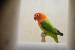 Fisherie groen opaline  - pop, Dieren en Toebehoren, Vrouwelijk, Dwergpapegaai of Agapornis