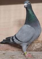 Zware fond  duivin  van Houten  voor Barcelona, Dieren en Toebehoren, Vrouwelijk, Postduif