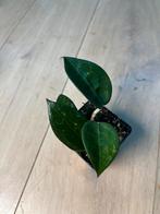 Hoya Black Margin Splash, Huis en Inrichting, Ophalen of Verzenden