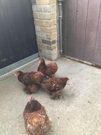4 Cochin kriel rode hennetjes, Dieren en Toebehoren, Vrouwelijk, Kip