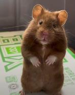 SYRIAN/GOUD HAMSTER GEZOCHT, Dieren en Toebehoren, Knaagdieren, Hamster, Mannelijk, Tam, September