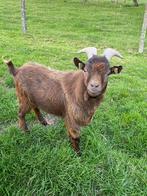 Dwerggeiten bok, Dieren en Toebehoren, Mannelijk, Geit, 0 tot 2 jaar