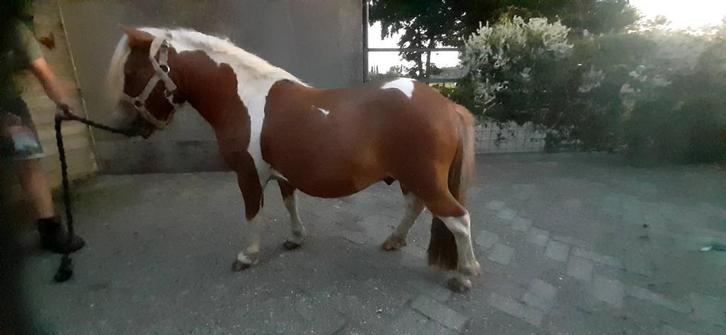 Super gezonde en kindvriedelijke drachtige shetjes, Dieren en Toebehoren, Pony's, Merrie, Niet van toepassing, A pony (tot 1.17m)