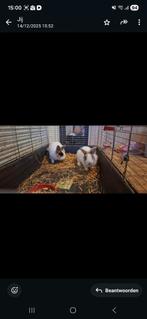 Binnenhok met 2 bewoners van augustus, Dieren en Toebehoren, Knaagdieren, Augustus, Overige typen