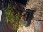 1 witte den tuinbonsai, Tuin en Terras, Bloembakken en Plantenbakken, Ophalen, Zo goed als nieuw, Tuin