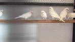 Witte Kanaries - Mannen & Vrouwen - Winkel en Webshop, Dieren en Toebehoren, Vogels | Kanaries