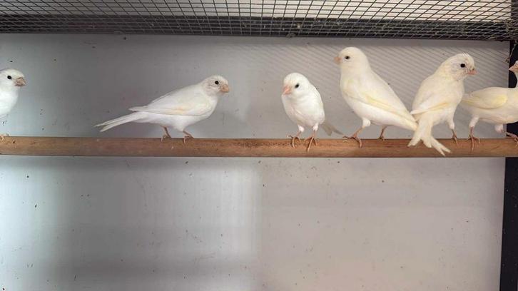Witte Kanaries - Mannen & Vrouwen - Winkel en Webshop, Dieren en Toebehoren, Vogels | Kanaries