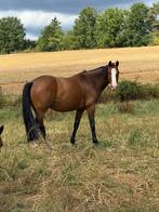 Drachtige 5j fokmerrie te koop Stakkato Gold x Indoctro, Dieren en Toebehoren, Paarden, Merrie, Springpaard, Zadelmak, 3 tot 6 jaar