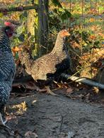 Kippen, Meerdere dieren, Kip