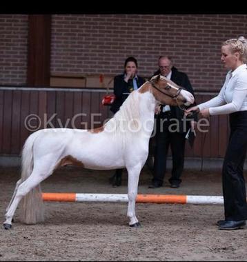 Hengst,BMP,NMPRS,minipaard, miniatuurpaard,pony, beschikbaar voor biedingen