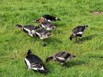 jonge koppels roodhalsganzen, Dieren en Toebehoren, Vogels | Overige Vogels, Geringd