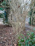 ligistrum struik, Tuin en Terras, Planten | Tuinplanten, Ophalen, Lente