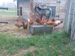 Ancona krieltjes, en friese hoenders hanen., Dieren en Toebehoren, Pluimvee, Meerdere dieren, Kip