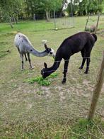 2 Alpaca's Ruin te koop - met stamboom, Dieren en Toebehoren, Juni, Mannelijk