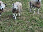 Texel lammeren zwoegervrij