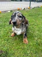 Teckel dwergteckel pups, Dieren en Toebehoren, België, 8 tot 15 weken, Korthaar, CDV (hondenziekte)