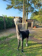 alpaca, Dieren en Toebehoren, Schapen, Geiten en Varkens, Mannelijk, 6 jaar of ouder