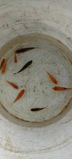 Kleine Koi vissen, Karper of Koi