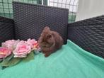 Super lief Mini choco kleurdwergje, Dieren en Toebehoren, Konijnen, Mannelijk, Dwerg, 0 tot 2 jaar
