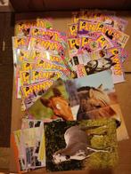 XXL & gewone Penny paardenboekjes +/-20 stuks  samen €5, Boeken, Gelezen, Non-fictie, Ophalen of Verzenden
