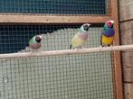 Gouldamandines, Dieren en Toebehoren, Vogels | Overige Vogels, Tropenvogel, Geringd