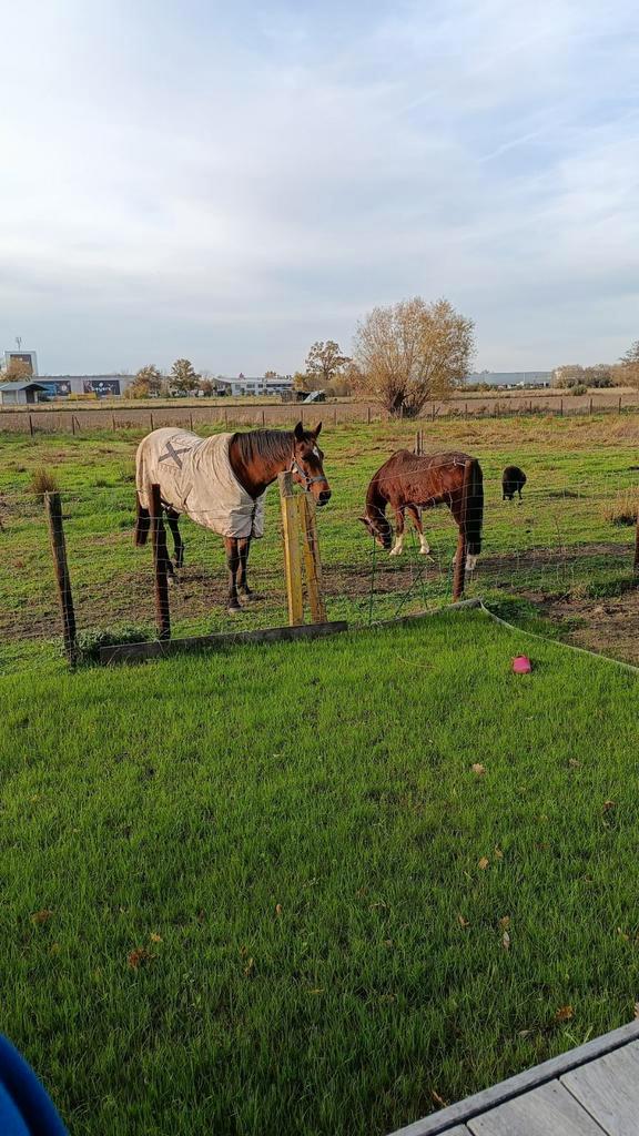 Paard en pony zoeken ruiter/verzorger, Dieren en Toebehoren, Paarden