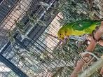 Geelkoplori, Dieren en Toebehoren, Vogels | Parkieten en Papegaaien