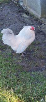 Antwerpse baardkriel haan, Dieren en Toebehoren, Pluimvee