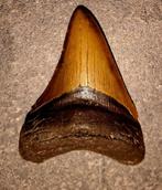 WOW! MEGALODON TAND USA 143	gr	10.5x7.8x2.5	cm *MUSEUM STUK*, Verzamelen, Ophalen of Verzenden, Fossiel