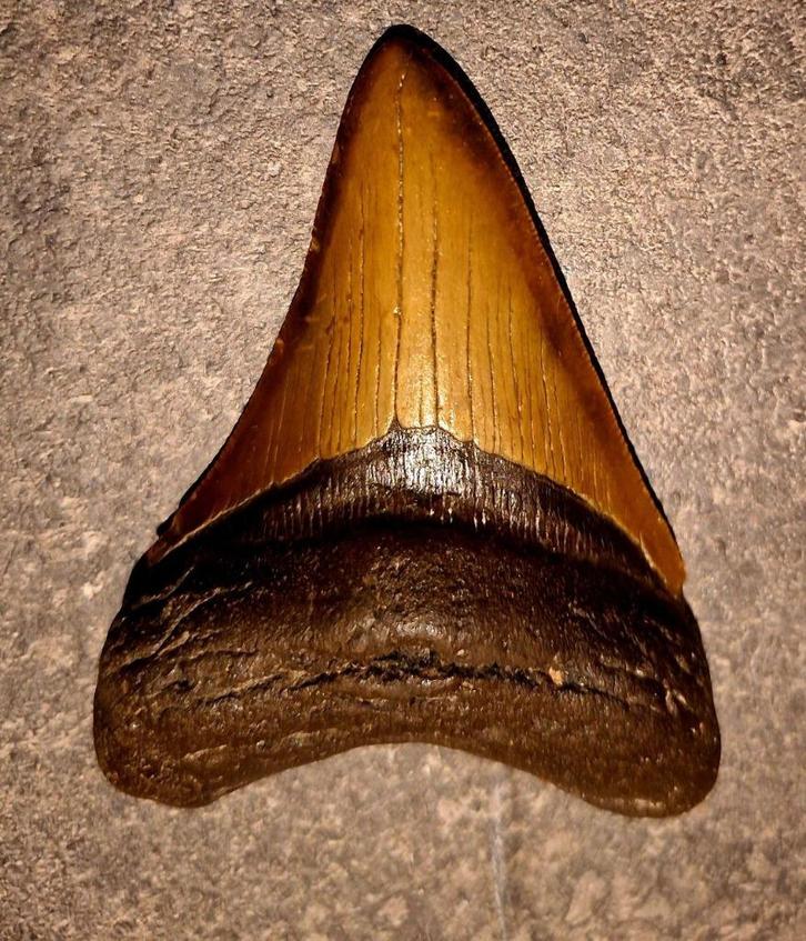 WOW! MEGALODON TAND USA 143	gr	10.5x7.8x2.5	cm *MUSEUM STUK*, Verzamelen, Mineralen en Fossielen, Fossiel, Ophalen of Verzenden