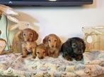 Langharige DwergTeckel Pups klaar voor hun gouden mandje, Dieren en Toebehoren, België, Fokker | Hobbymatig, CDV (hondenziekte)