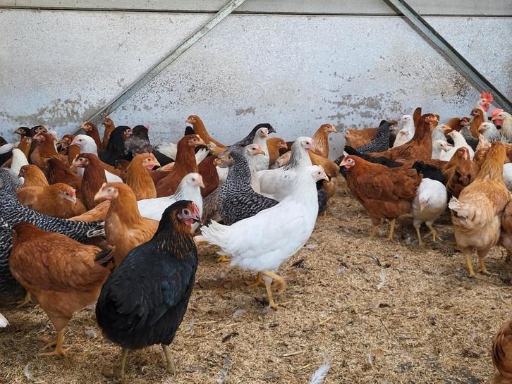 Legkippen laatste van dit jaar, Dieren en Toebehoren, Pluimvee, Kip, Vrouwelijk