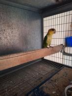 Groendij caique 2024 te koop, Dieren en Toebehoren, Vogels | Parkieten en Papegaaien, Mannelijk, Papegaai, Geringd