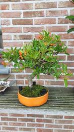 Bonsai Pyracantha, Ophalen, Volle zon