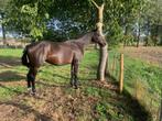 Quatherine Z promenant un cheval/une poulinière, Animaux & Accessoires, Jument, Débourré, Vermifugé, 160 à 165 cm