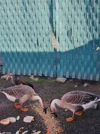 2 ganzen, Dieren en Toebehoren, Vrouwelijk, Gans of Zwaan